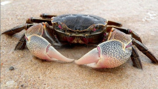 Cara Bersihin Kepiting Hidup Gampang Banget! Dijamin Bikin Masakan Kamu Lebih Lezat!