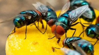 3 Cara Ampuh Cegah Lalat Hinggap ke Makanan, Dijamin Tidak Gagal!