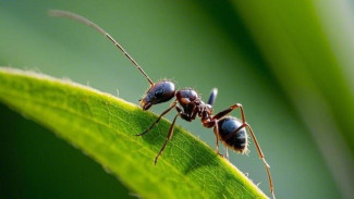 7 Cara Ampuh Mengusir Semut dari Rumah Tanpa Bahan Kimia Berbahaya
