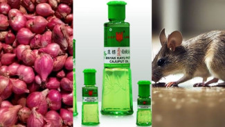 Rahasia Ampuh! Cuma Pakai Bawang Merah & Minyak Kayu Putih, Tikus Dijamin Kabur Selamanya!