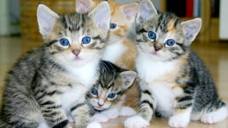 Tips Simpel Hilangkan Bau Pesing Bekas Kencing Kucing dengan Mudah dan Cepat, Cukup Pakai Bahan Dapur!