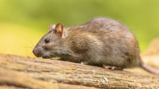 Tikus Tak Berkutik, Trik Murah Meriah Ini Bikin Mereka Kabur Tanpa Balik Lagi