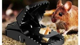 5 Jenis Perangkap Tikus yang Ampuh Bikin Kapok