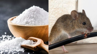 Rahasia! Cuma Tabur Ini, Tikus Langsung Kabur dan Ogah Balik Lagi