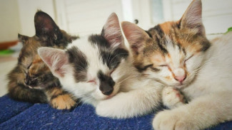 Solusi Alami Basmi Kutu Kucing tanpa Perlu Modal Banyak, Gunakan Bahan Alamiah Ini!