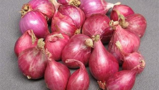 Tips Menyimpan Bawang Merah agar Awet dan Tidak Cepat Busuk