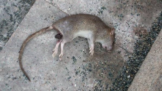 Cara Mudah Membuat Racun Tikus yang Ampuh, Bisa Mati di Tempat