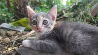 Jangan Panik! Ini Cara Mudah Usir Kutu dari Bulu Kucing