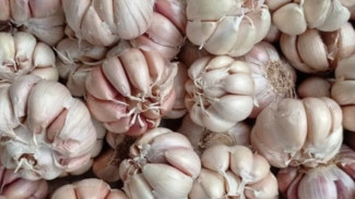 Trik Praktis Bikin Nyamuk dan Lalat Kabur! Cuma Modal Ujung Bawang Putih, Siapapun Bisa Coba