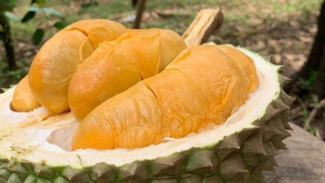Cara Mudah Membuka Durian untuk Pemula, Anti Ribet!