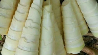 Tips Merebus Rebung agar Tetap Putih, Tidak Pahit, dan Tidak Berbau