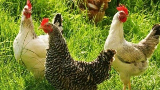 Tips dan Rahasia Mencabut Bulu Ayam Kampung Secara Manual, Pastikan Bahan Ini Ada