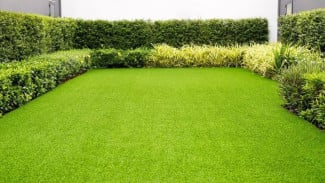 Rahasia Rumput Halaman Rumah Tumbuh Sehat dan Hijau Segar, Sangat Mudah dan Murah