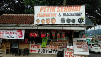 Wajib Coba! 10 Destinasi Ciwidey yang Bikin Liburan Sebelum Puasa Tambah Seru