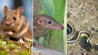Trik Jitu! Cara Usir Tikus, Celurut, dan Ular dari Rumah dengan 3 Bahan Sederhana