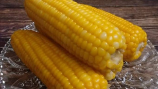 Cara Merebus Jagung Agar Manis dan Super Empuk, Ikuti Tips Ini