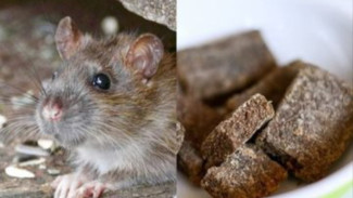 Ampuh! Terasi Bisa Jadi Racun Tikus Mematikan, Begini Cara Meraciknya