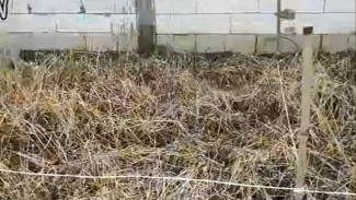 Pakai Deterjen! Rumput Liar Langsung Mati Seperti Dibakar