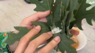 Wuaw! Daun Pepaya Ternyata Ampuh Usir Kerumunan Lalat