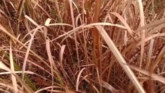Rumput Ilalang Mati Total sampai 17 Bulan, Cuma Pakai Oli Bekas dan Bahan Dapur Ini, Coba Sendiri