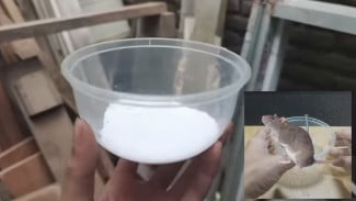 Cukup Kamper, Detergen Bubuk, dan Garam! Bahan Sederhana Ini Bisa Membasmi Tikus, Begini Caranya!