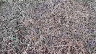 Cairan Dahsyat Basmi Rumput Liar, Gosong Sampai ke Akar, Cuma Pakai Air Kelapa dan Bahan Dapur