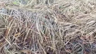 Dijamin Efektif! Gini Cara Ampuh Basmi Ilalang Sampai Mati Permanen, Petani Wajib Coba