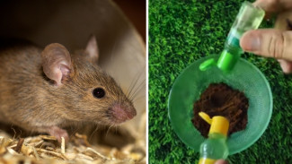 Ternyata Tikus Takut Wangi Ini, Cuma Pakai Kopi dan Minyak Kayu Putih, Rumah Langsung Aman!
