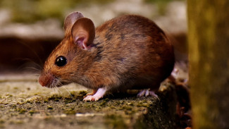 Cukup Gunakan Dua Bahan Murah Meriah Ini, Tikus di Rumah Auto Kabur Terbirit-birit!