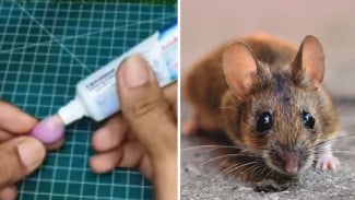 Cara Usir Tikus dengan Bawang Merah, Odol, dan Kapur, Dijamin Rumah Bebas Hama Selamanya!