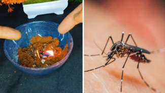 Cuma Modal Kamper dan Kopi, Lalat dan Nyamuk Kabur Seharian! Begini Caranya