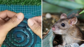 Dijamin Tikus Angkat Kaki! Cuma Pakai Obat Nyamuk dan Singkong, Rumah Bebas Hama Selamanya