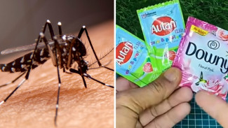 Rahasia Rumah Bebas Nyamuk dan Tetap Wangi Sepanjang Hari, Ternyata Campur Dua Bahan Ini Saja!
