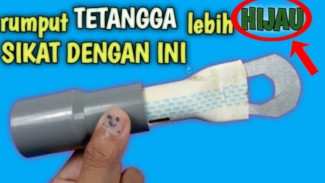 Bikin Alat Ini Saja Yuk! Modal Barang Bekas, Tapi Ampuh Bersihkan Rumput di Tembok dan Halaman Rumah