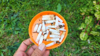 Modal Puntung Rokok, Tapi Tikus, Serangga, dan Hama Lainnya Bisa Kita Usir dengan Mudah!
