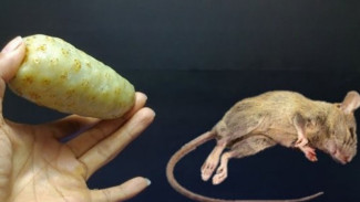 Terungkap! Cara Gila Usir Tikus Pakai Mengkudu dan Kapur Barus, Tikus Kabur Tanpa Komentar!