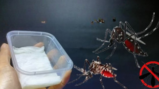 Solusi Nyata Basmi Nyamuk tanpa Perantara, Dijamin Rumah Terbebas dari Nyamuk Selamanya!