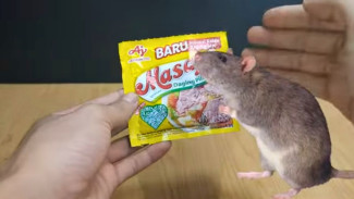 Rahasia Biar Tikus Kapok Datang Lagi, Ramuan Sakti Ini Bikin Tikus Minggat Tanpa Jejak!
