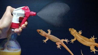 Kamu Gak Percaya! Cara Ampuh Usir Cicak dengan Tembakau dan Pasta Gigi yang Wajib Dicoba