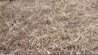 Jangankan Rumput Ilalang, Pohon Pisang Pun Layu, Gini Cara Buat Herbisida Alami