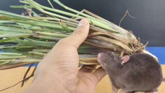 Ramuan Sederhana Ini Bikin Tikus Kabur Seumur Hidup, Cuma Pakai Sereh, Kopi, dan Kamper!