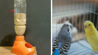 Cara Gampang Bikin Tempat Makan Burung Otomatis dari Botol Bekas, Cocok Buat Kamu yang Mager