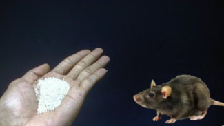 Tips Usir Raja Tikus di Rumah Menggunakan Bahan Dapur, Auto Hilang Maksimal!