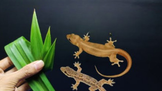 Gak Perlu Obat Mahal, Ini Bahan Dapur yang Bisa Bikin Cicak Minggat Tanpa Balik Lagi ke Rumah