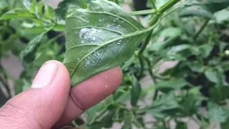 Rahasia Cabe Subur Bebas Keriting Daun dan Kutu Kebul, Coba Racikan Alami Ampuh Ini!