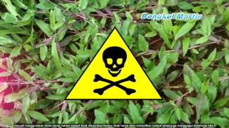 Rumput Liar Ganggu Pemandangan Rumah? Basmi dengan Tips Sederhana Ini, Dijamin Tidak Akan Tumbuh untuk Selamanya!