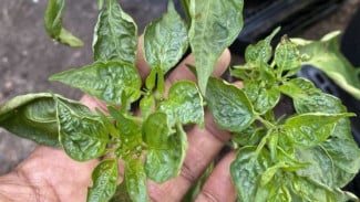 Daun Cabe Keriting Langsung Sembuh! Cuma 3 Bahan Dapur, Hasilnya Bikin Kaget!