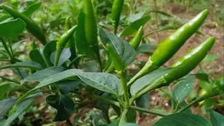Cuma 2 Sendok, Ribuan Pohon Cabai Bisa Pulih dari Layu, Kuning, dan Keriting!