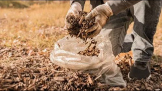 Modal Sampah Daun Kering, Tanaman Jadi Subur Makmur