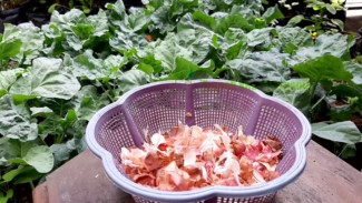 Rugi Kalau Dibuang! Kulit Bawang Bisa Jadi Pestisida untuk Basmi Hama Tanaman, Ini Caranya